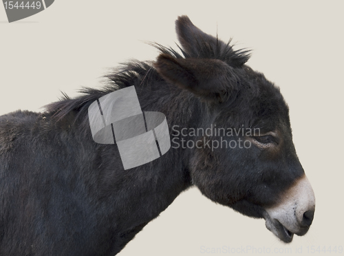 Image of donkey