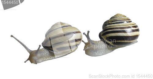 Image of two Grove snails