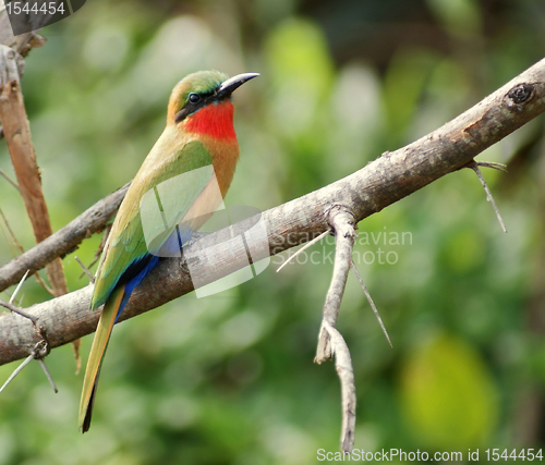 Image of colorful Bee-eater sitting on a twig