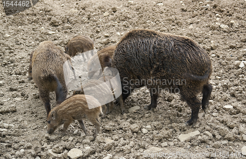 Image of Wild boar family