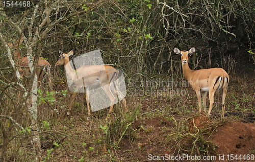 Image of Uganda Kobs in Africa