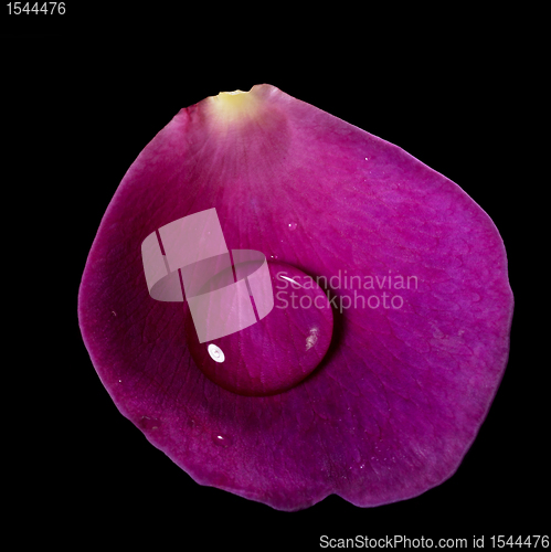 Image of violet rose petal and water drop