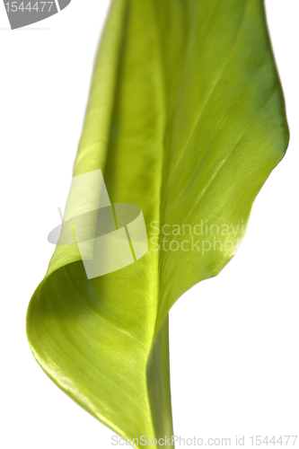 Image of green spring leaf