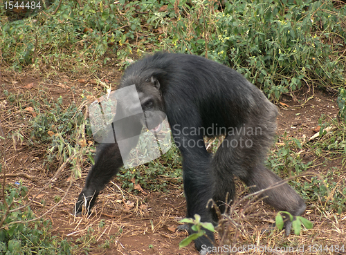 Image of walking chimpanzee