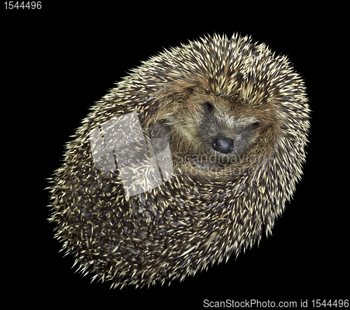 Image of rolled-up hedgehog portrait