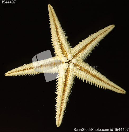 Image of starfish on black