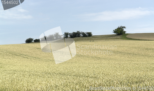 Image of agricultural panoramic scenery with ripe grain field