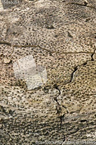 Image of abstract wood detail