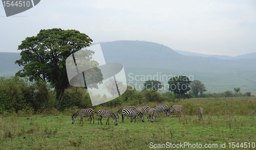 Image of flock of Zebras in the savannah