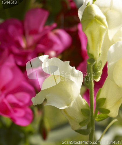 Image of snapdragons