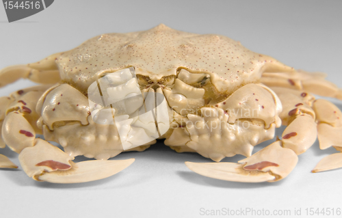 Image of frontal shot of a moon crab