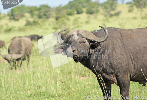 Image of African Buffalos in the Savannah