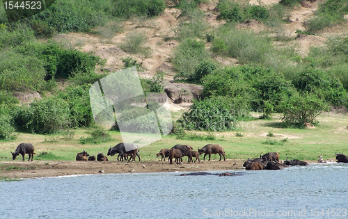 Image of African Buffalos waterside in Uganda