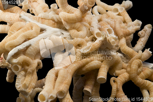 Image of serpulid worm tubes