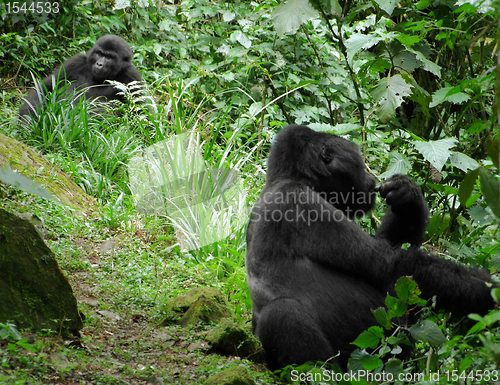 Image of Mountain Gorillas in the cloud forest