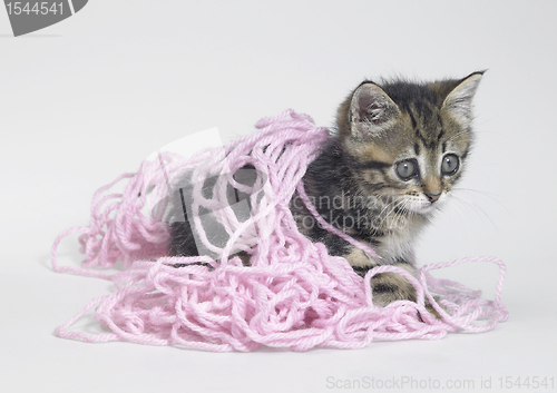 Image of kitten and pink wool