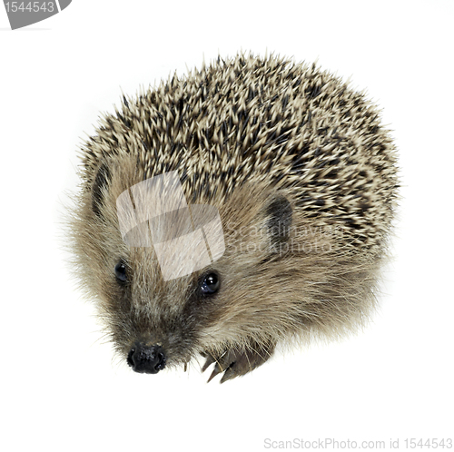 Image of young hedgehog in white back