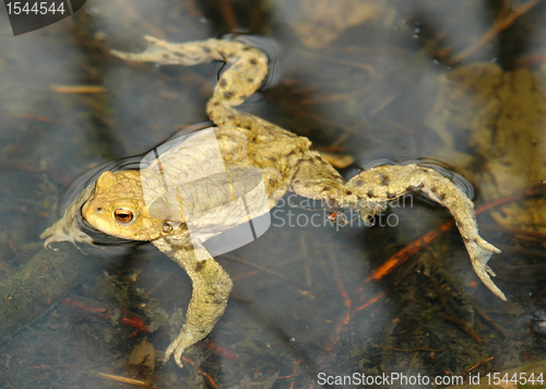 Image of common toad