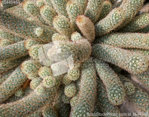Image of tubular cacti detail