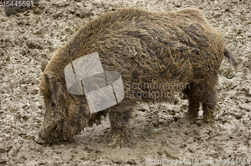 Image of muddy Wild boar