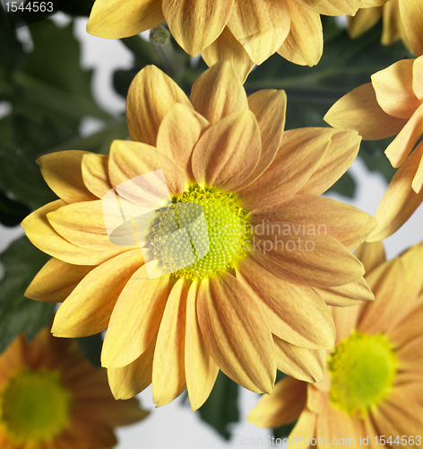 Image of orange blossoms