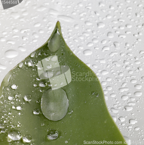 Image of leaf and drops