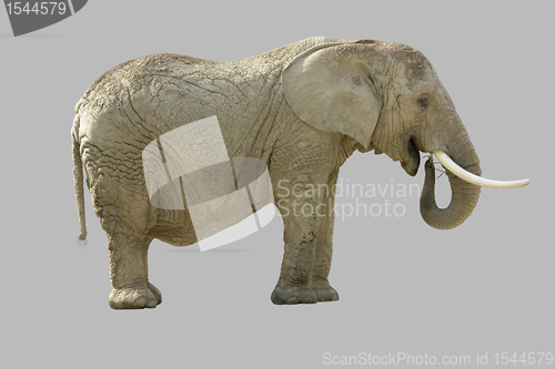 Image of african elephant