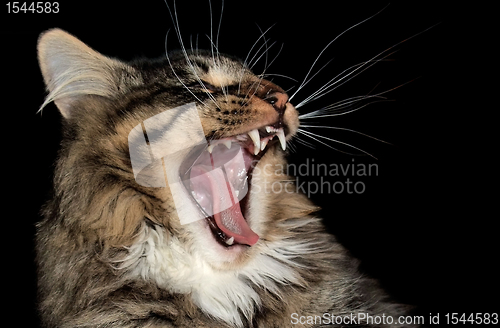 Image of yawning cat