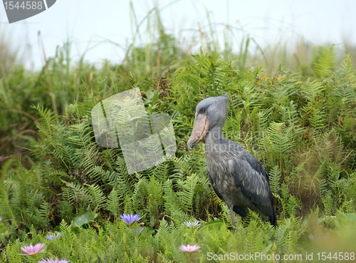 Image of Shoebill in Africa