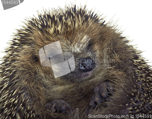 Image of rolled-up hedgehog portrait