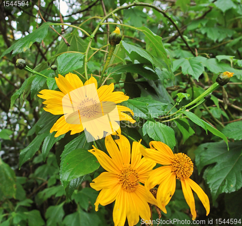 Image of orange flowers in Uganda