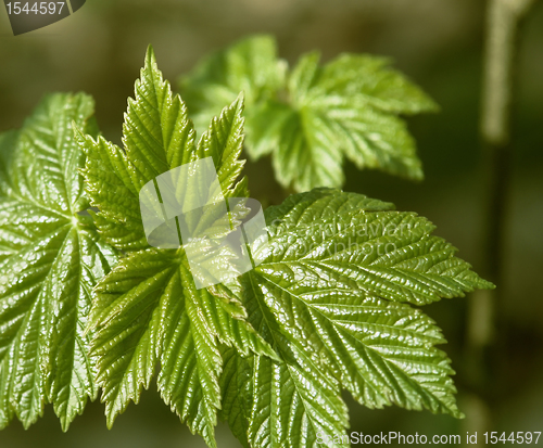 Image of jagged spring leaves