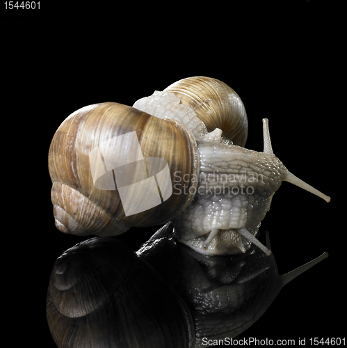 Image of two Grapevine snails on each other