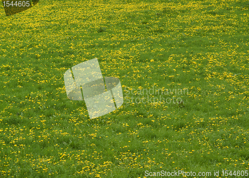 Image of vibrant dandelion meadow