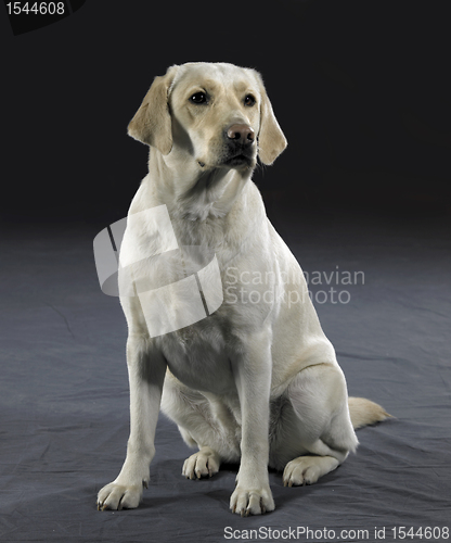 Image of light dog in fabrics back