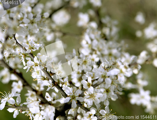 Image of blossoms on a branch at spring time