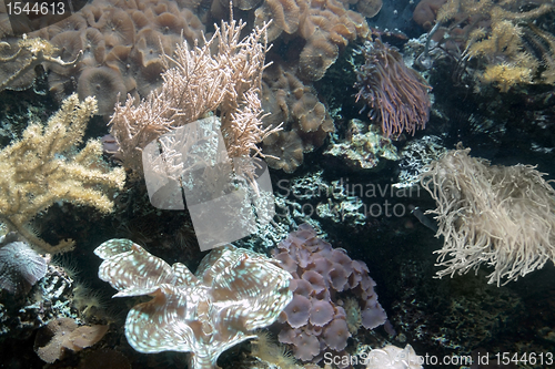 Image of Coral reef detail