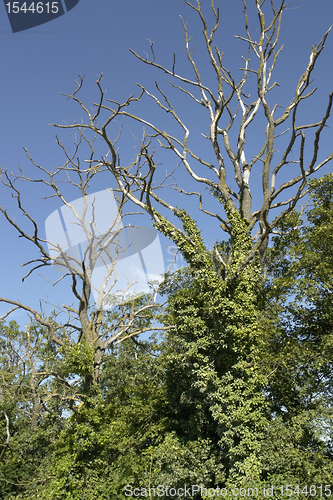 Image of overgrown dead trees at summer time