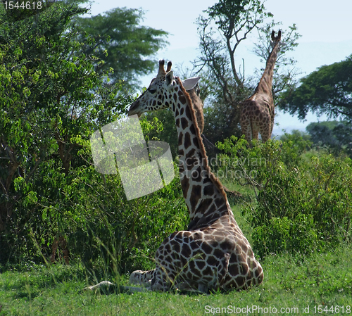 Image of Giraffes in green vegetation