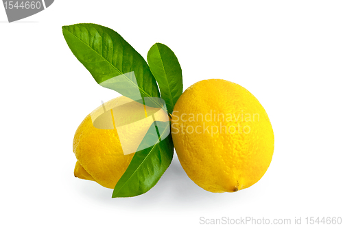 Image of Lemons two with leaves