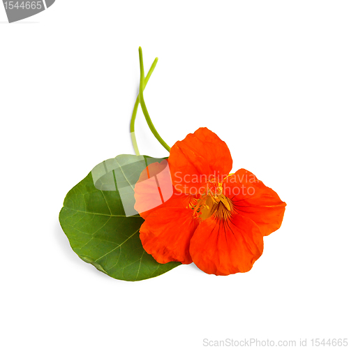 Image of Nasturtium orange with leaves