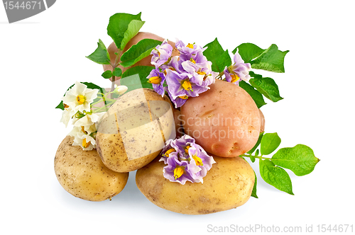 Image of Potato yellow and pink with a flower