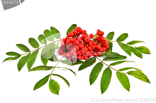 Image of Rowan red with leaves