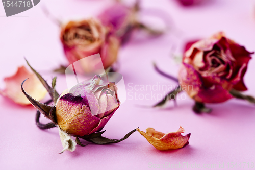 Image of Dry roses