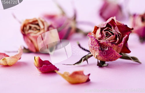 Image of Dry roses