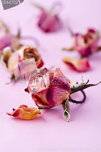 Image of Dry roses