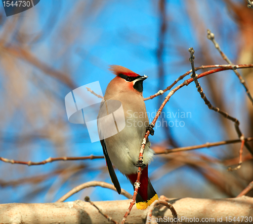 Image of Waxwing.