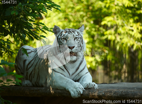Image of White tigress.