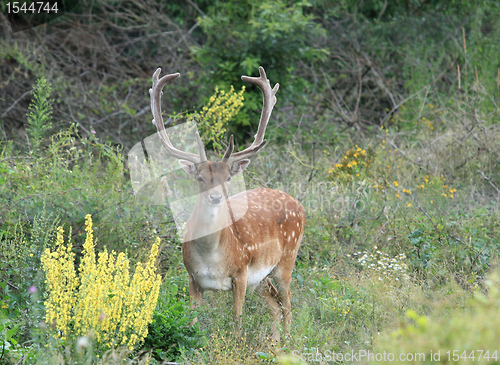 Image of Fallow Deer