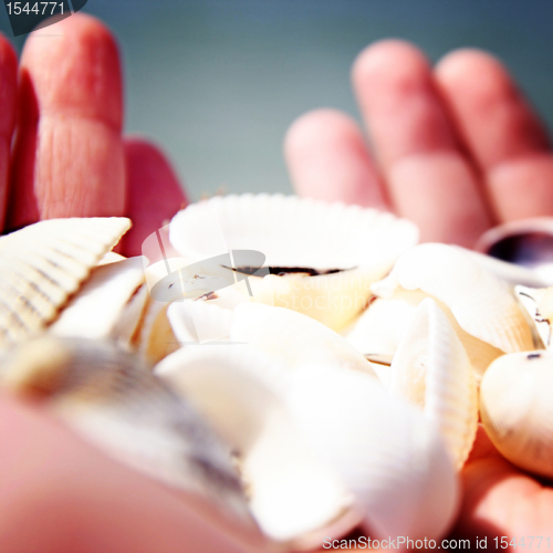 Image of Scallop